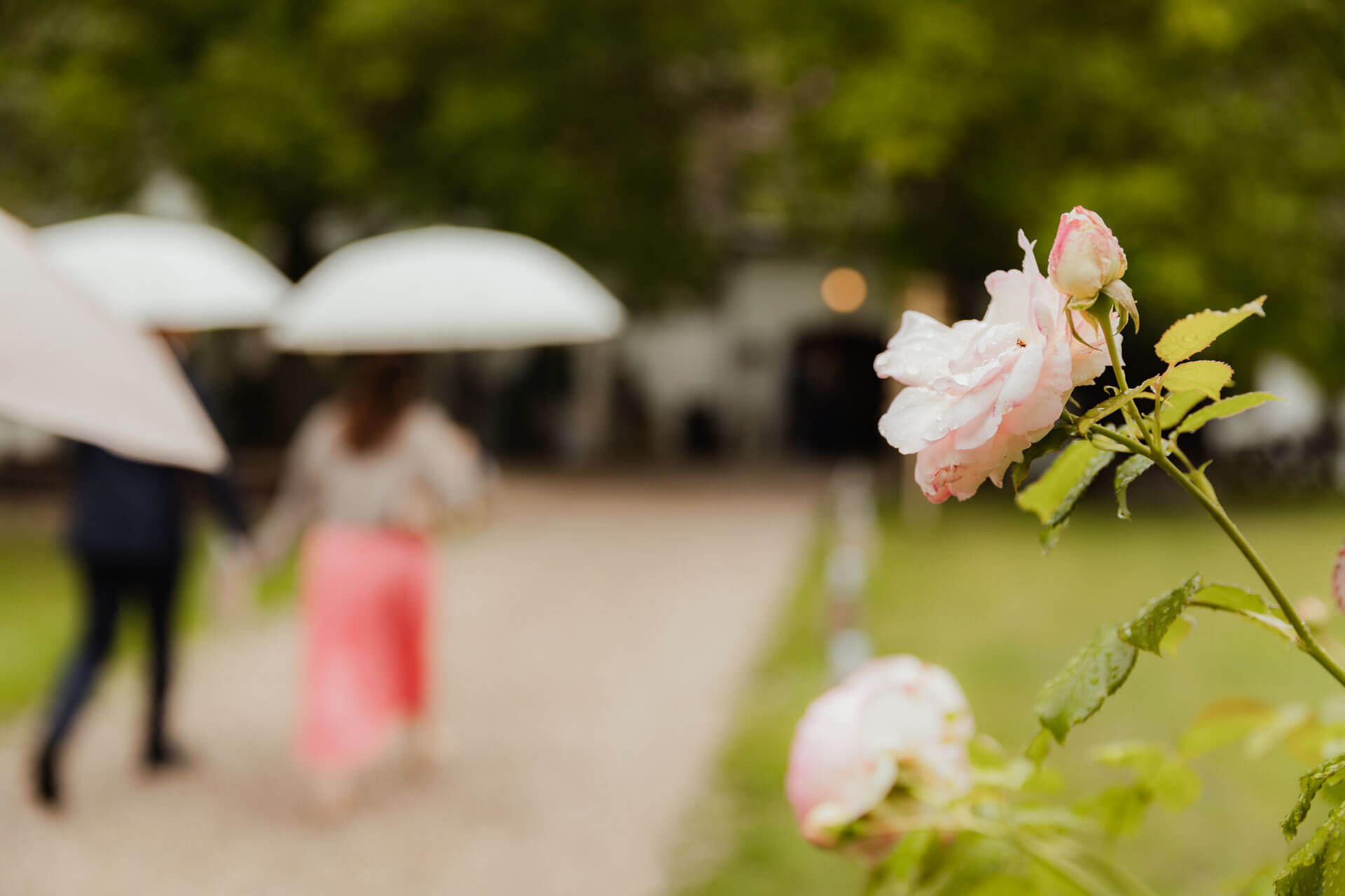 eine Rose